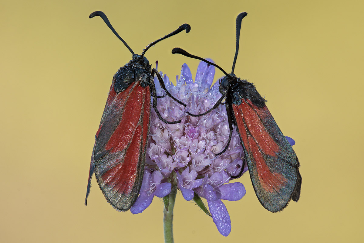 Zygaena...?   Zygaena (Mesembrynus) erythrus